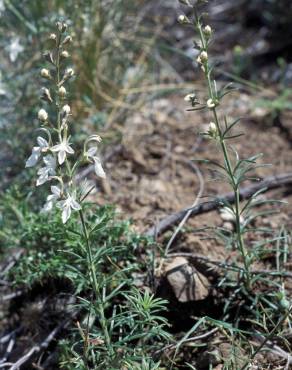 Fotografia 7 da espécie Teucrium pseudochamaepitys no Jardim Botânico UTAD