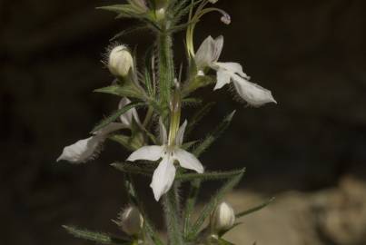 Fotografia da espécie Teucrium pseudochamaepitys