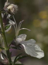 Fotografia da espécie Teucrium pseudochamaepitys