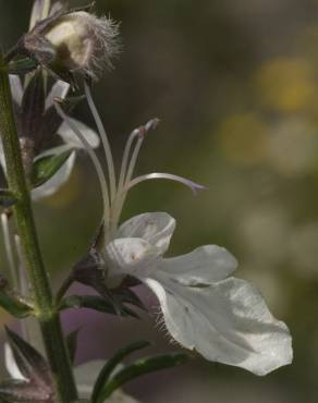 Fotografia 10 da espécie Teucrium pseudochamaepitys no Jardim Botânico UTAD