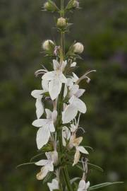 Fotografia da espécie Teucrium pseudochamaepitys