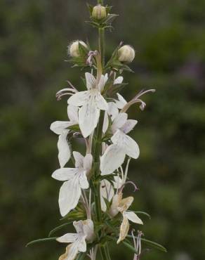 Fotografia 12 da espécie Teucrium pseudochamaepitys no Jardim Botânico UTAD