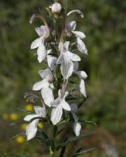 Fotografia da espécie Teucrium pseudochamaepitys