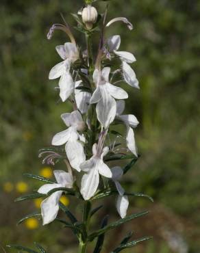 Fotografia 1 da espécie Teucrium pseudochamaepitys no Jardim Botânico UTAD