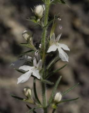 Fotografia 13 da espécie Teucrium pseudochamaepitys no Jardim Botânico UTAD