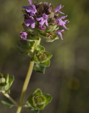 Fotografia 5 da espécie Thymus camphoratus no Jardim Botânico UTAD