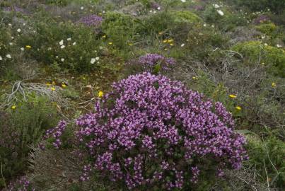 Fotografia da espécie Thymus camphoratus