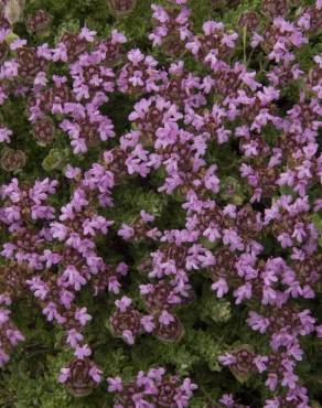 Fotografia 7 da espécie Thymus camphoratus no Jardim Botânico UTAD