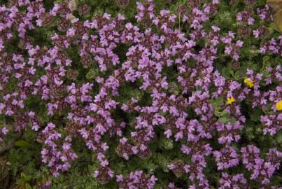 Fotografia da espécie Thymus camphoratus