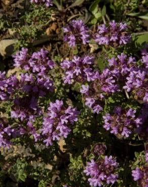 Fotografia 8 da espécie Thymus camphoratus no Jardim Botânico UTAD