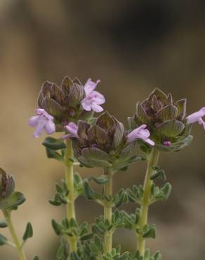 Fotografia 9 da espécie Thymus camphoratus no Jardim Botânico UTAD