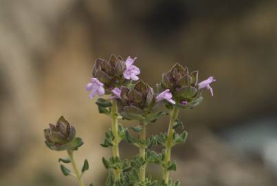 Fotografia da espécie Thymus camphoratus