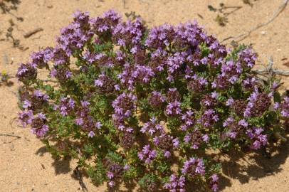 Fotografia da espécie Thymus camphoratus