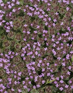 Fotografia 11 da espécie Thymus camphoratus no Jardim Botânico UTAD