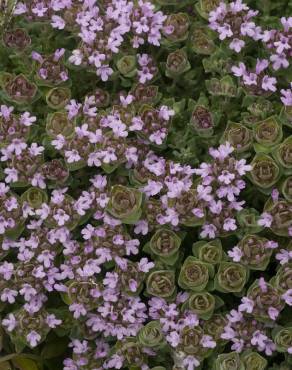 Fotografia 12 da espécie Thymus camphoratus no Jardim Botânico UTAD