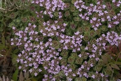 Fotografia da espécie Thymus camphoratus