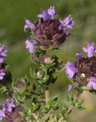 Thymus camphoratus