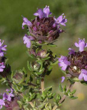 Fotografia 1 da espécie Thymus camphoratus no Jardim Botânico UTAD