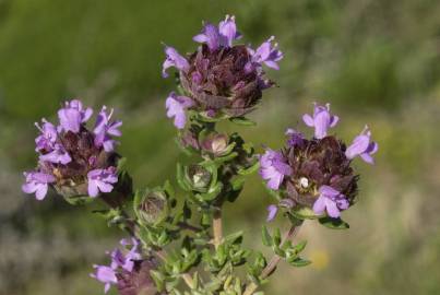 Fotografia da espécie Thymus camphoratus