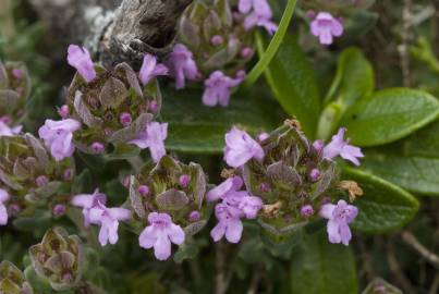 Fotografia da espécie Thymus camphoratus