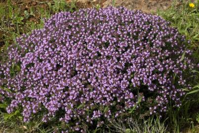 Fotografia da espécie Thymus camphoratus