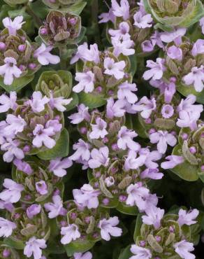 Fotografia 15 da espécie Thymus camphoratus no Jardim Botânico UTAD