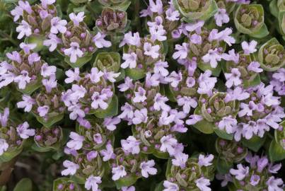 Fotografia da espécie Thymus camphoratus