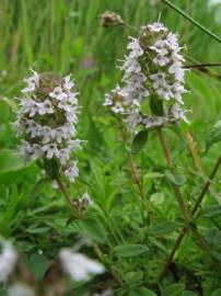 Fotografia da espécie Thymus pulegioides