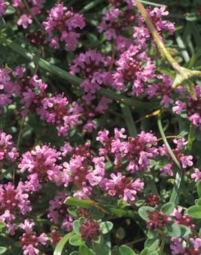 Fotografia 6 da espécie Thymus pulegioides no Jardim Botânico UTAD