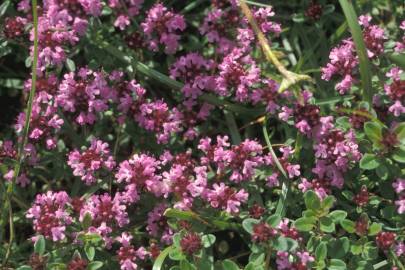 Fotografia da espécie Thymus pulegioides