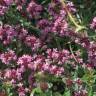 Fotografia 6 da espécie Thymus pulegioides do Jardim Botânico UTAD