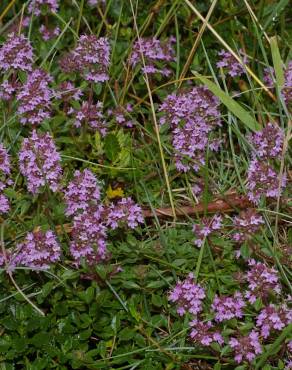 Fotografia 7 da espécie Thymus pulegioides no Jardim Botânico UTAD