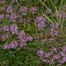 Fotografia 7 da espécie Thymus pulegioides do Jardim Botânico UTAD