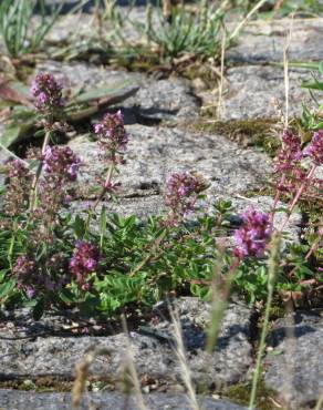 Fotografia 8 da espécie Thymus pulegioides no Jardim Botânico UTAD