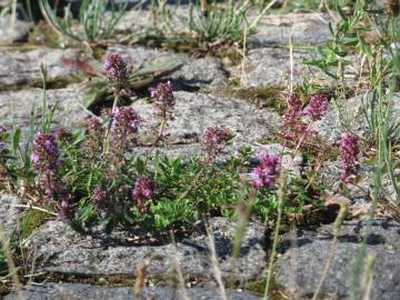 Fotografia da espécie Thymus pulegioides