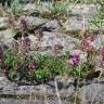 Fotografia 8 da espécie Thymus pulegioides do Jardim Botânico UTAD