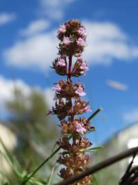 Fotografia da espécie Thymus pulegioides