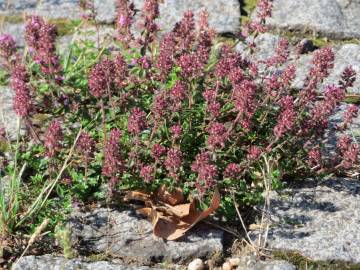 Fotografia da espécie Thymus pulegioides