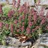 Fotografia 10 da espécie Thymus pulegioides do Jardim Botânico UTAD