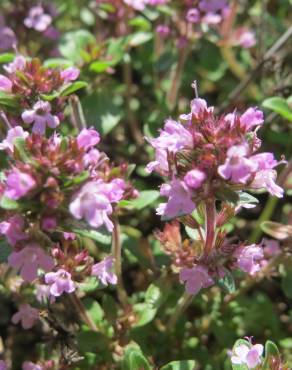 Fotografia 11 da espécie Thymus pulegioides no Jardim Botânico UTAD