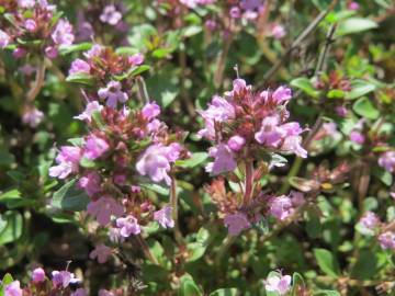 Fotografia da espécie Thymus pulegioides