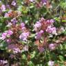 Fotografia 11 da espécie Thymus pulegioides do Jardim Botânico UTAD