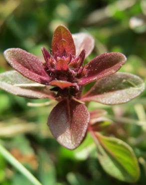 Fotografia 12 da espécie Thymus pulegioides no Jardim Botânico UTAD