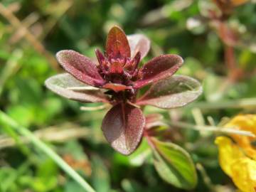 Fotografia da espécie Thymus pulegioides