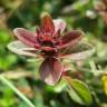 Fotografia 12 da espécie Thymus pulegioides do Jardim Botânico UTAD