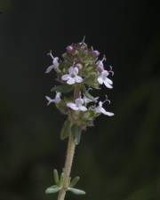 Fotografia da espécie Thymus vulgaris