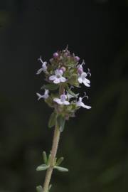 Fotografia da espécie Thymus vulgaris subesp. vulgaris