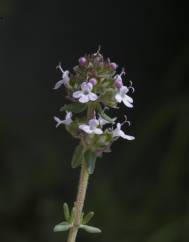 Thymus vulgaris subesp. vulgaris