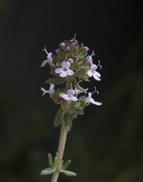 Fotografia 1 da espécie Thymus vulgaris subesp. vulgaris no Jardim Botânico UTAD