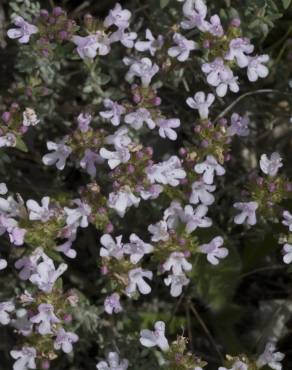 Fotografia 5 da espécie Thymus vulgaris subesp. vulgaris no Jardim Botânico UTAD